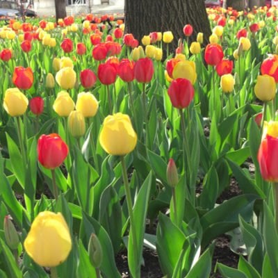 Tulips