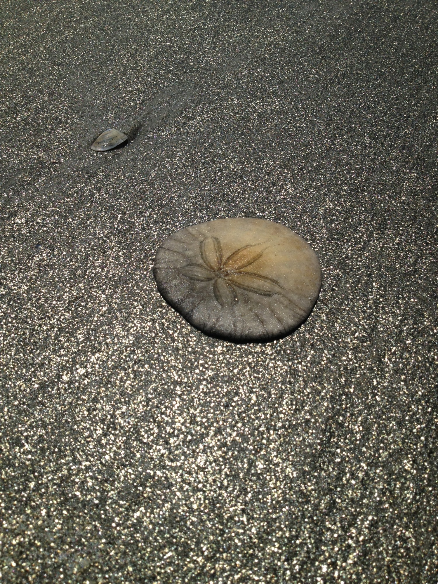 Sand dollar