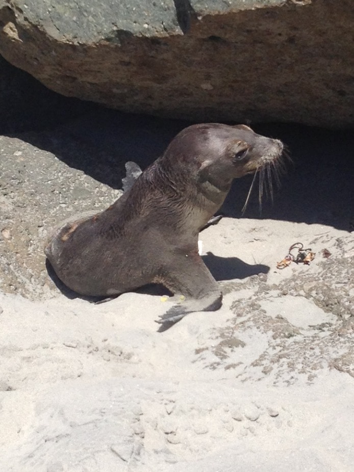 Sea lion