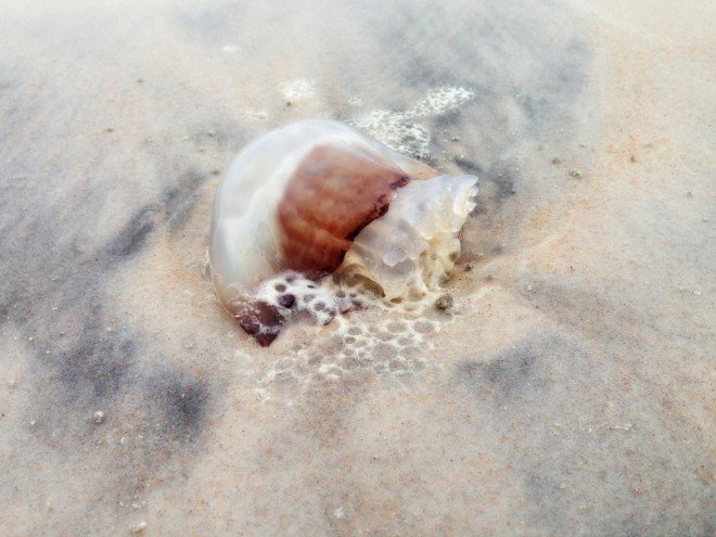 http://www.extraordinarymommy.com/blog/wp-content/uploads/2014/01/Daytona-Beach-Jellyfish.jpg