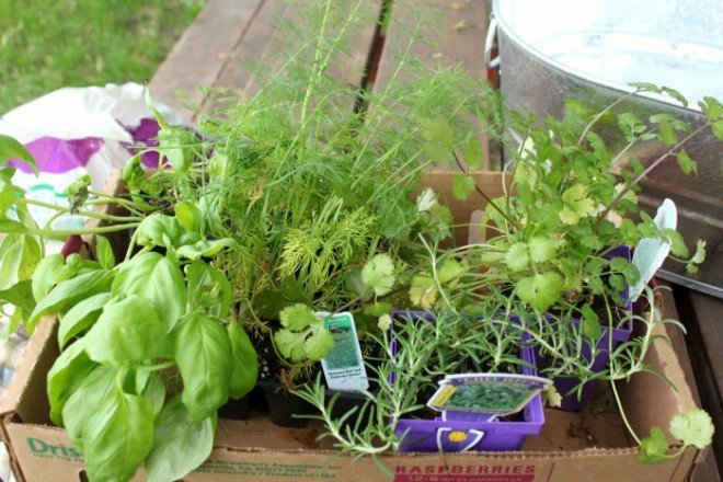 Creating your very own Kitchen Herb Garden with little effort! 