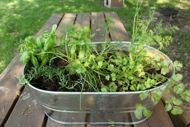 Creating your very own Kitchen Herb Garden with little effort! 