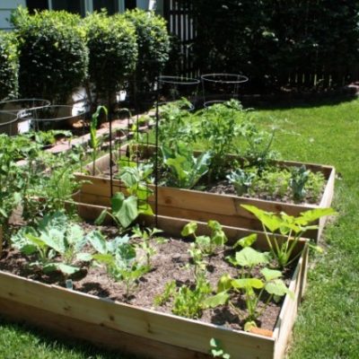 Creating Your Own Kitchen Herb Garden