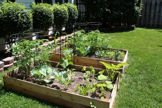 Raised Vegetable Beds 