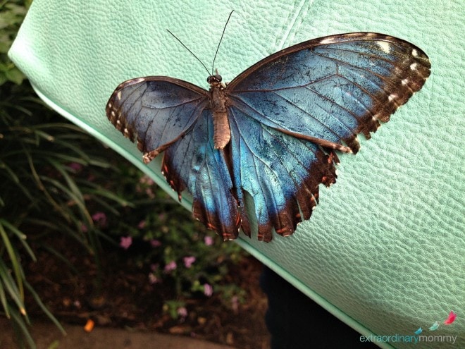 10 Must See Attractions in St. Louis: Butterfly House