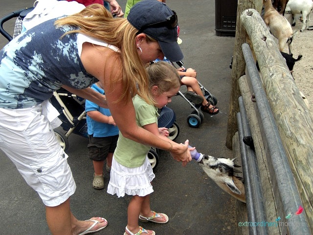 10 Must see attractions in St. Louis: Grant's Farm