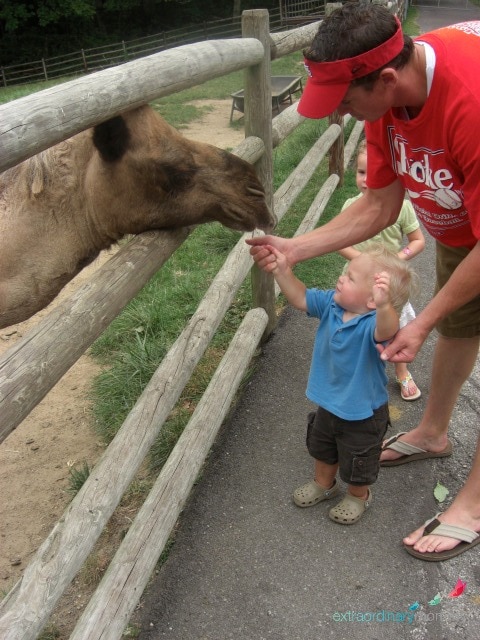 10 Must see attractions in St. Louis: Grant's Farm