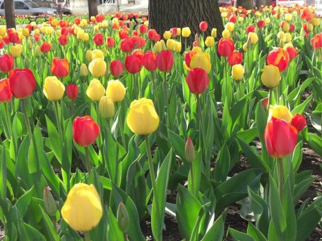 Tulips in the Midwest