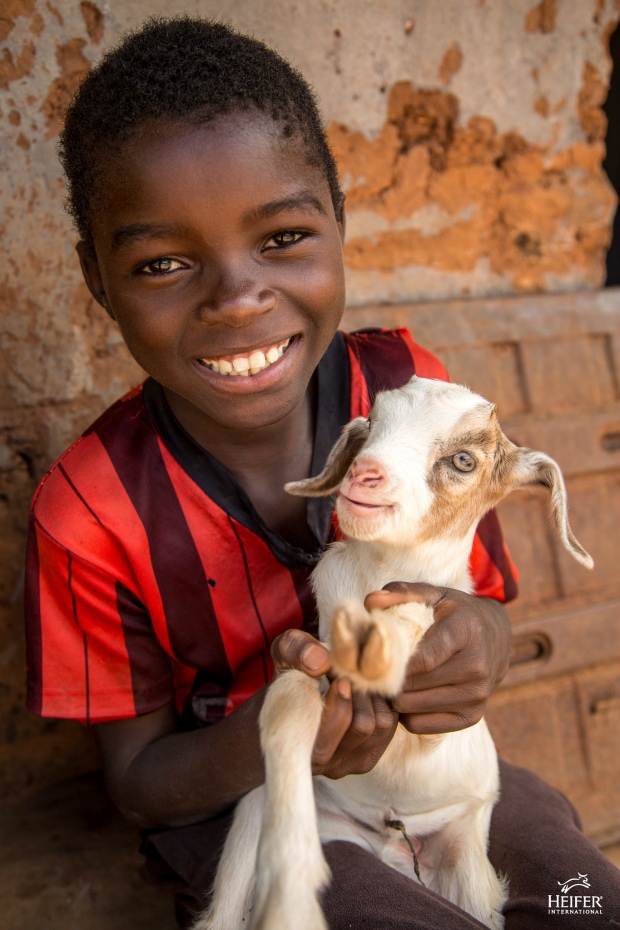 Teaching Children the Beauty of Giving: Gifts from Heifer International