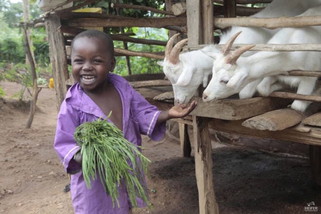 Teaching Children the Beauty of Giving: Gifts from Heifer International