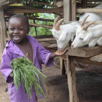 Teaching Children the Beauty of Giving: Gifts from Heifer International