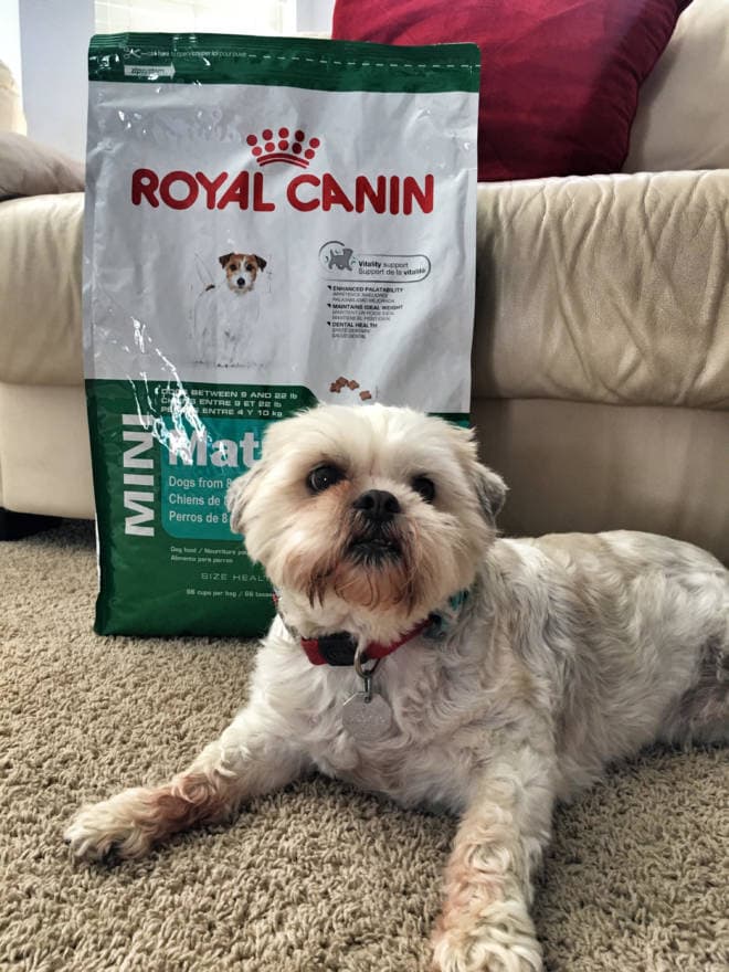 Making Dreams Come True: Win a Scholarship to Veterinarian Camp for Teens and Tweens: Royal Canin - Shortstop