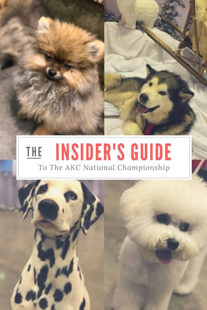 An Insider's Guide to the American Kennel Club Championship Dog Show