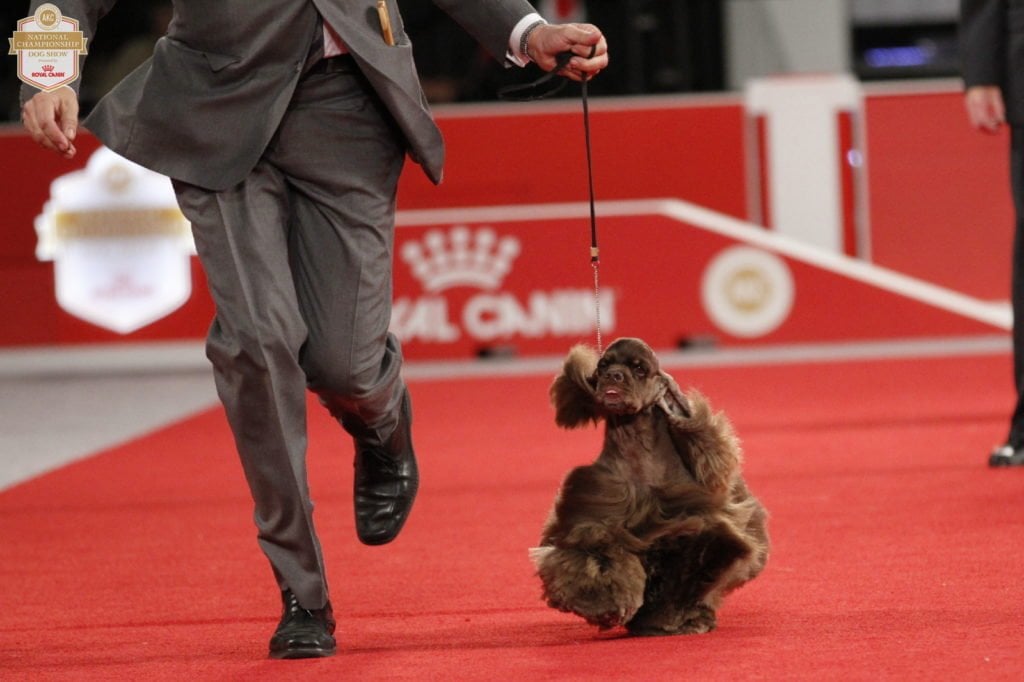 An Insider's Guide to the American Kennel Dog Show: Best in Show