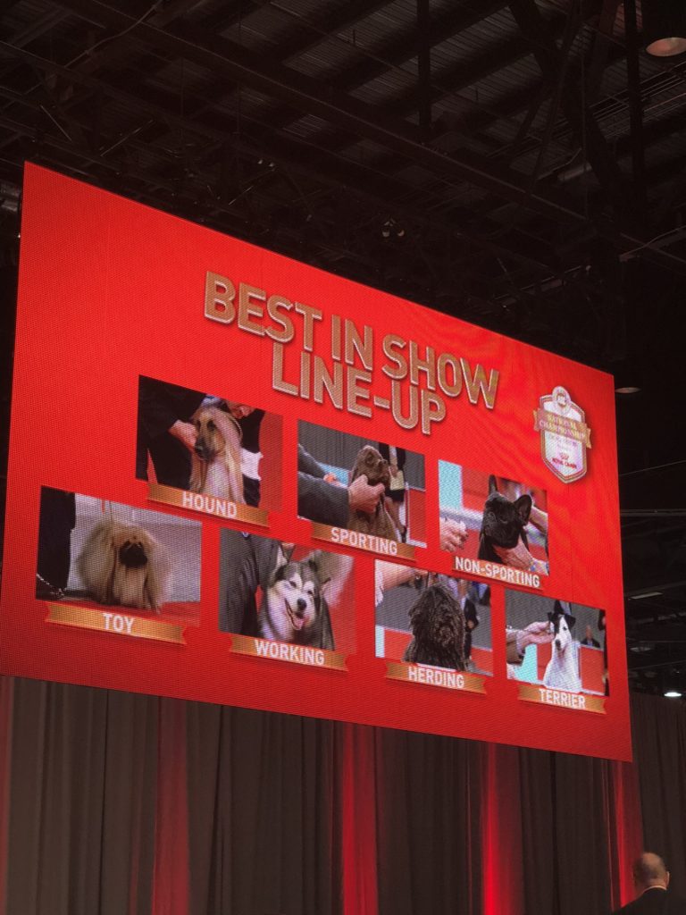 An Insider's Guide to the American Kennel Club Championship Dog Show