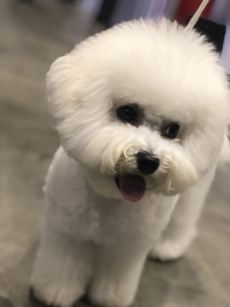 An Insider's Guide to the American Kennel Club Dog Show - Bichon Frise