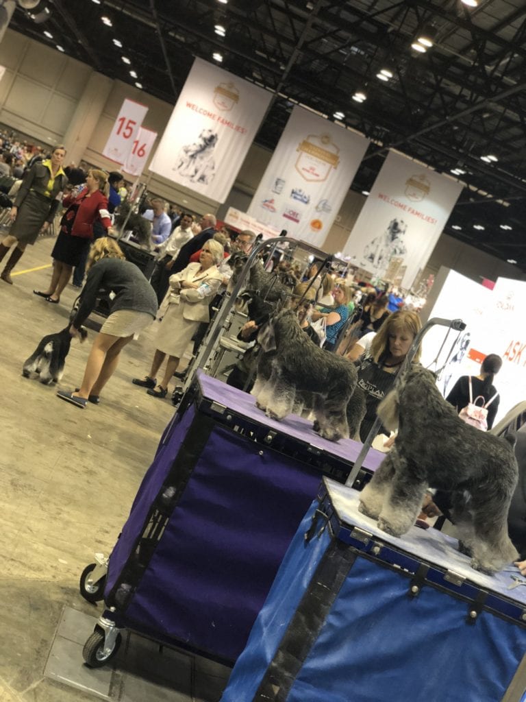 An Insider's Guide to the American Kennel Club Dog Show: Schnauzers