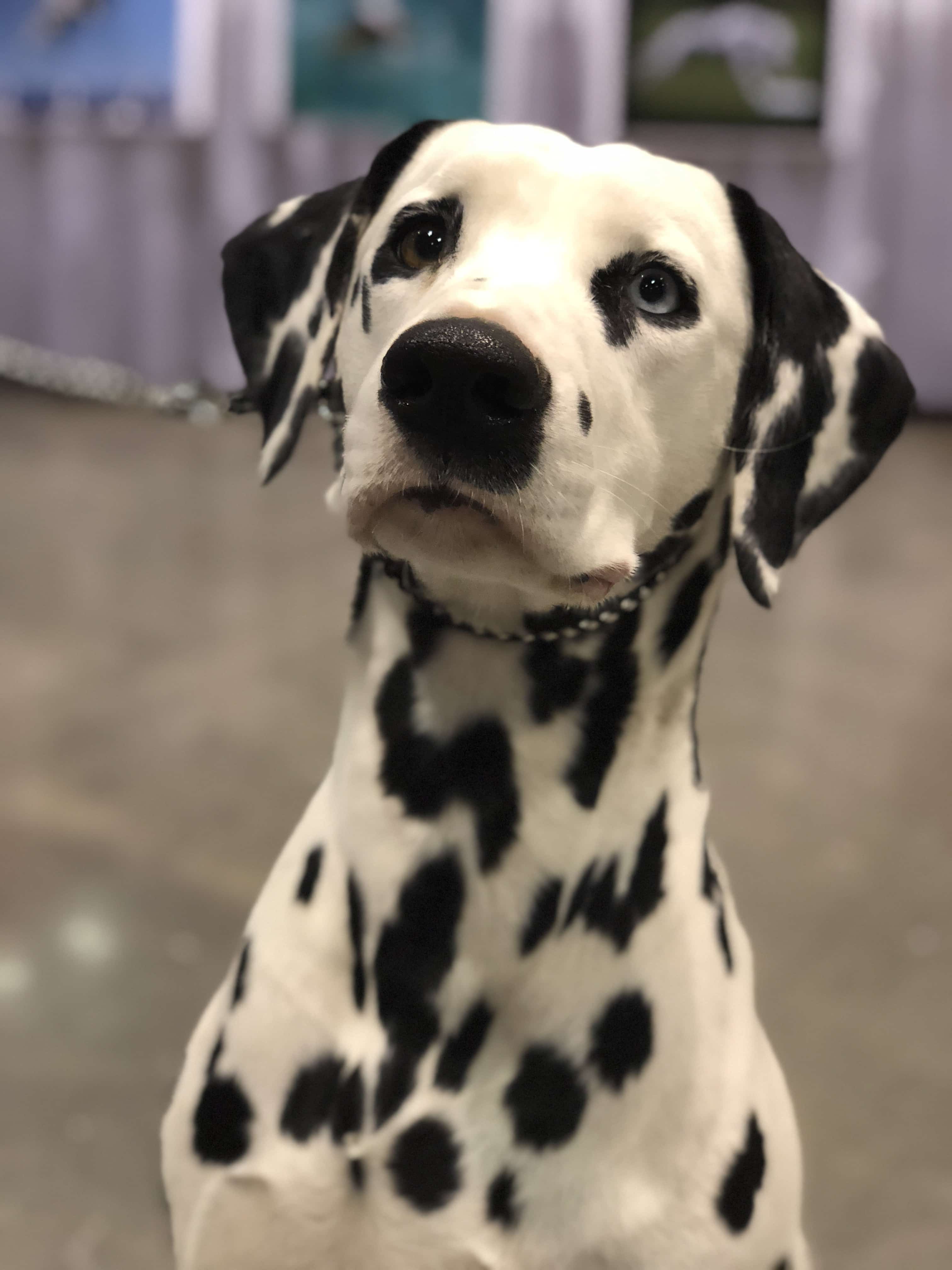 An Insider's Guide to the American Kennel Club Dog Show - Dalmatian Belle