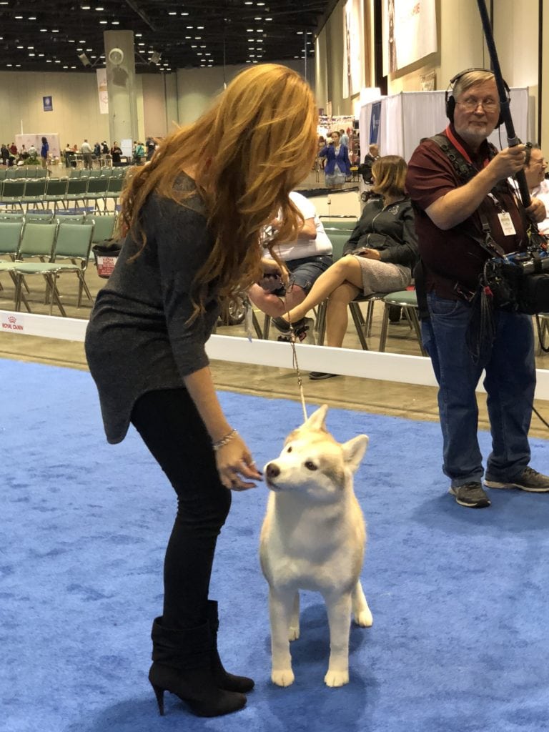 An Insider's Guide to the American Kennel Club Championship Dog Show
