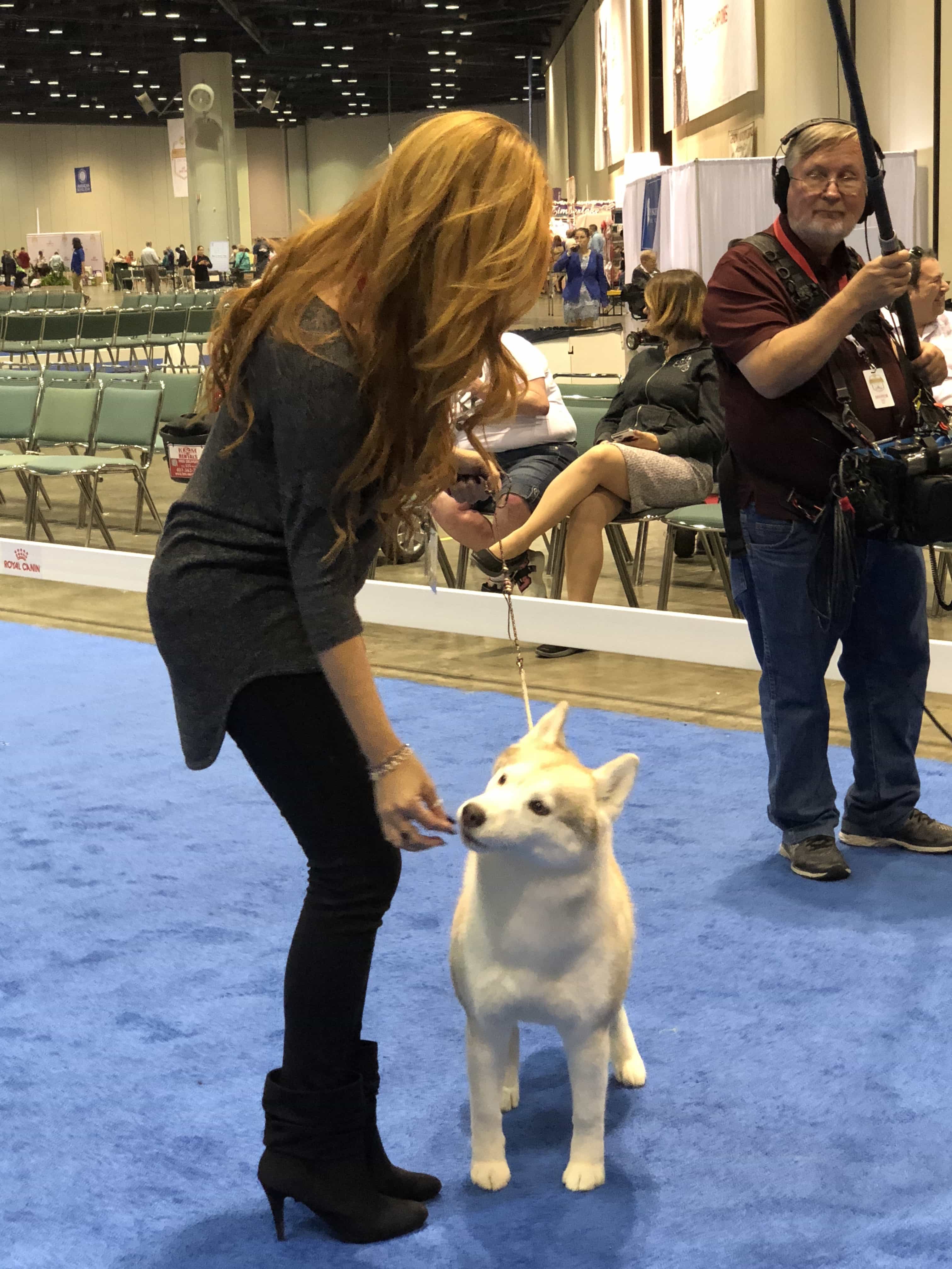 An Insider's Guide to the American Kennel Club Dog Show: Demonstrations