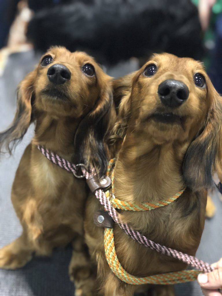 An Insider's Guide to the American Kennel Club Dog Show: Dachshund