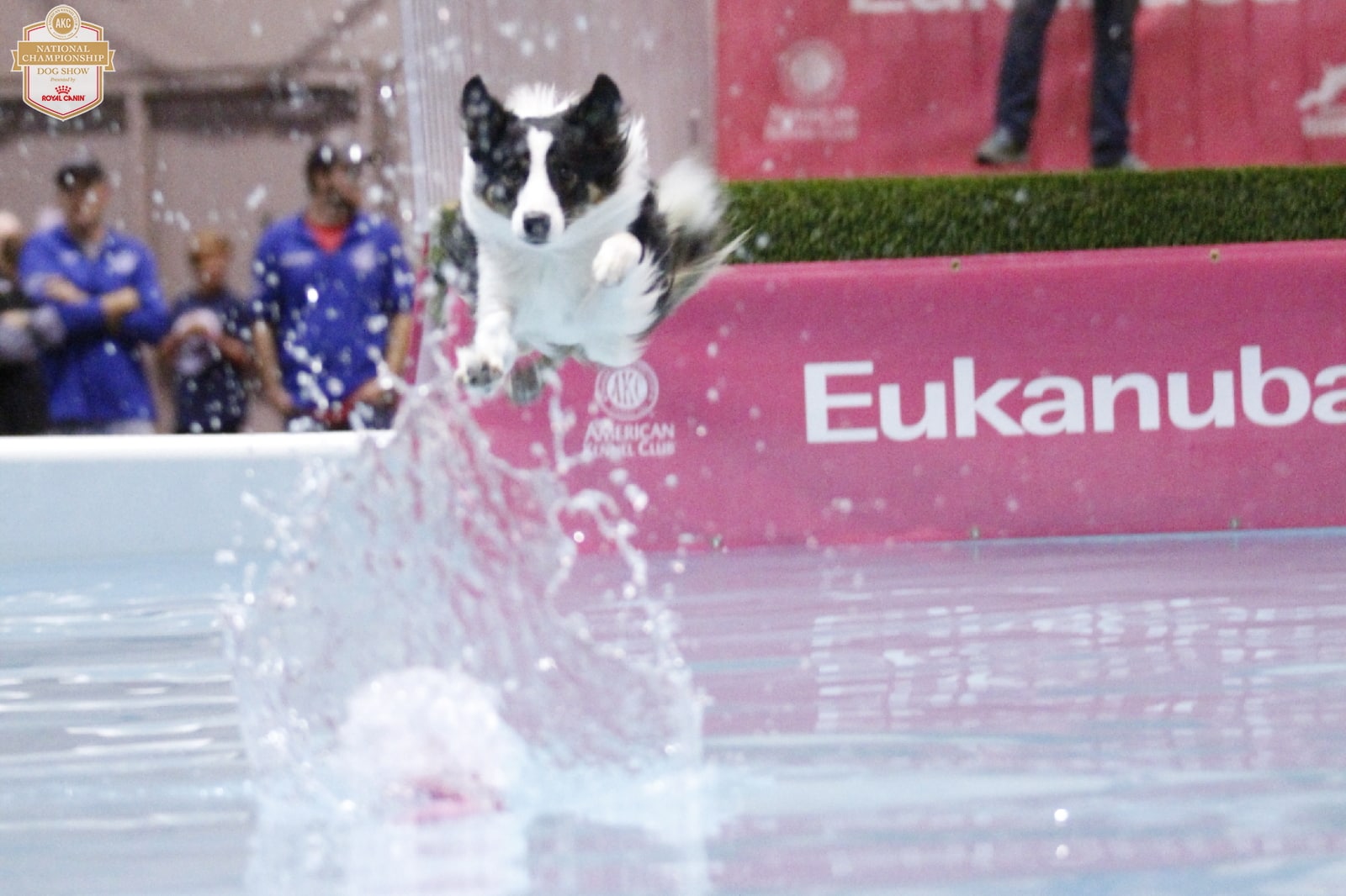 An Insider's Guide to the American Kennel Club Dog Show: Dock Diving