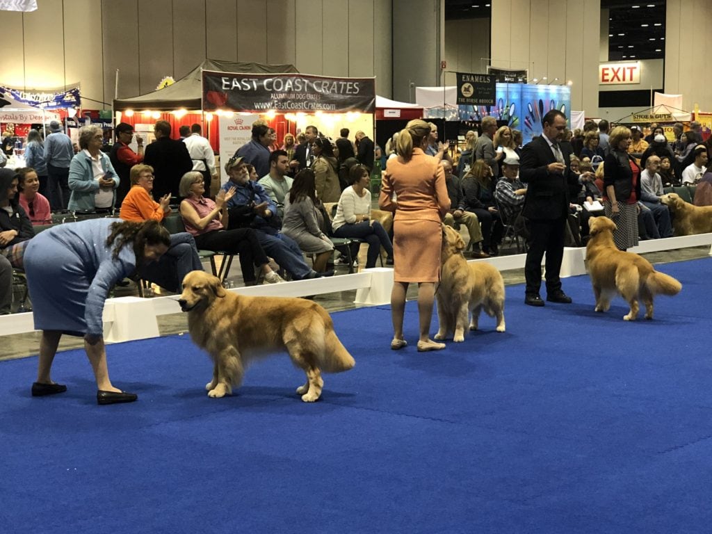 An Insider's Guide to the American Kennel Club Dog Show: Golden Best in Show