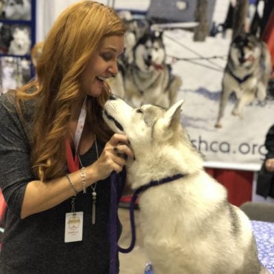 An Insider's Guide to the American Kennel Club Dog Show: Siberian Husky - Lilly