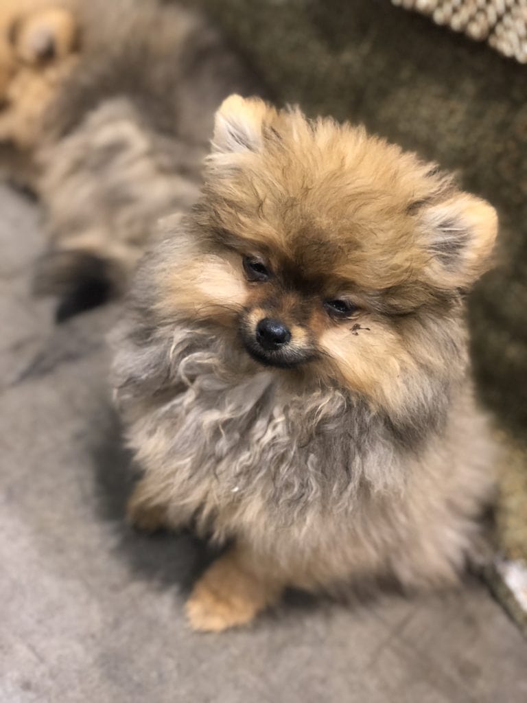 An Insider's Guide to the American Kennel Club Dog Show: Pomeranian - Big Girl