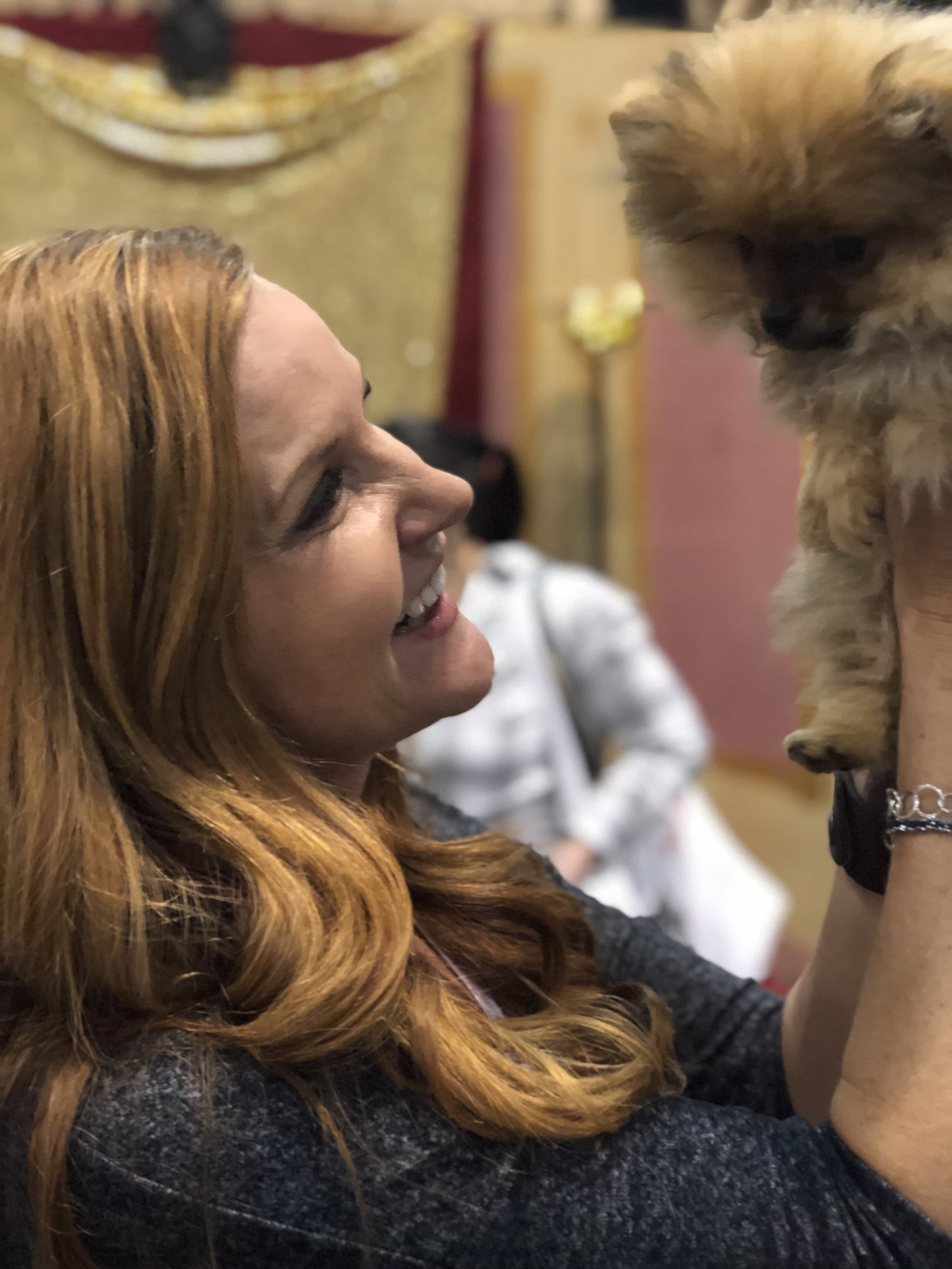 An Insider's Guide to the American Kennel Dog Show: Pomeranian -DInky