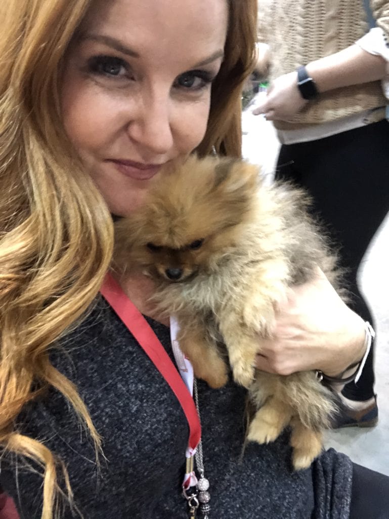 An Insider's Guide to the American Kennel Club Dog Show: Pomeranian -Dinky