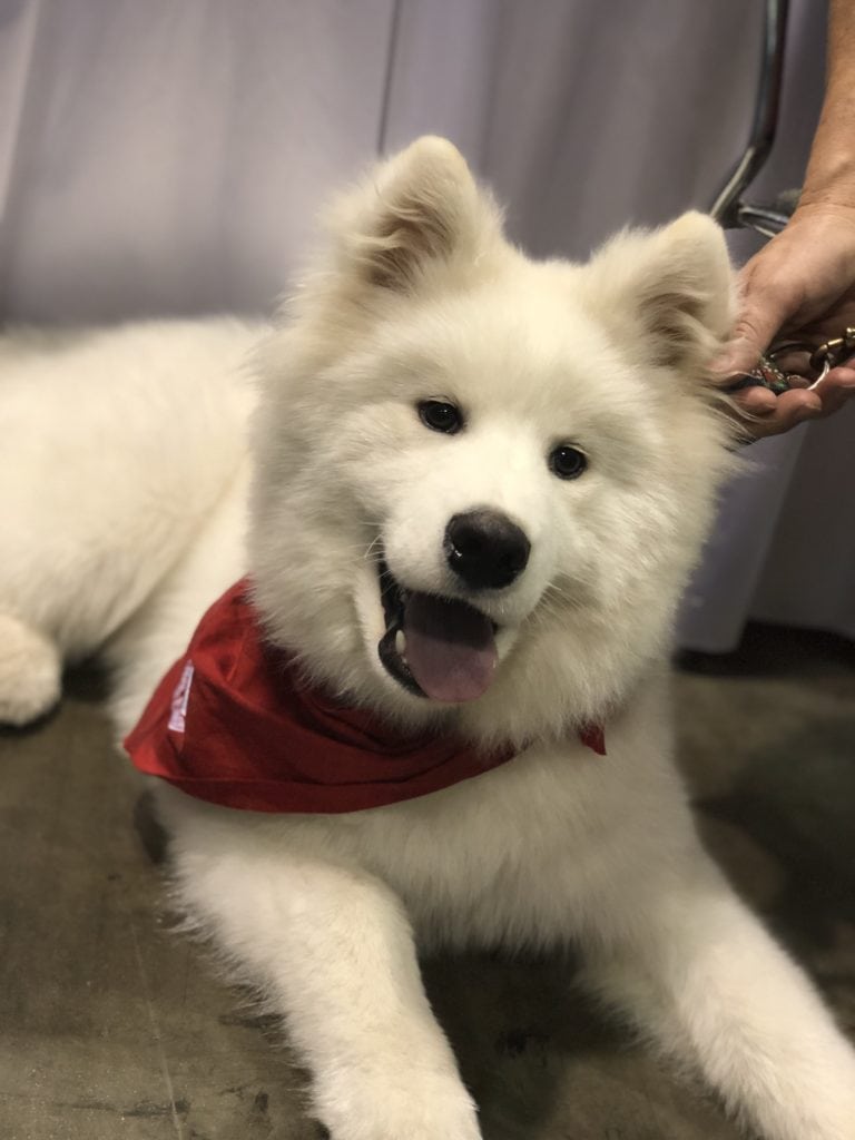 An Insider's Guide to the American Kennel Club Dog Show: Samoyed - Yeti