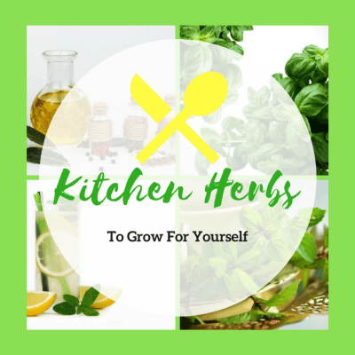 Kitchen Herbs To Grow Yourself