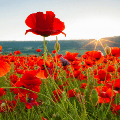 Be a Tall Poppy