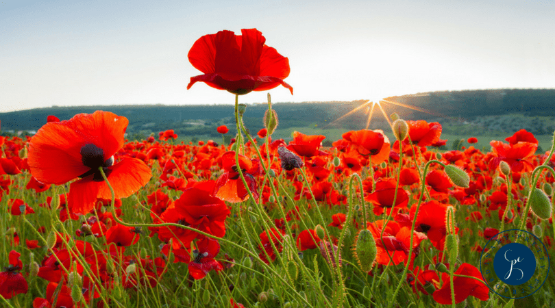 Be a Tall Poppy - Tall Poppy Syndrome